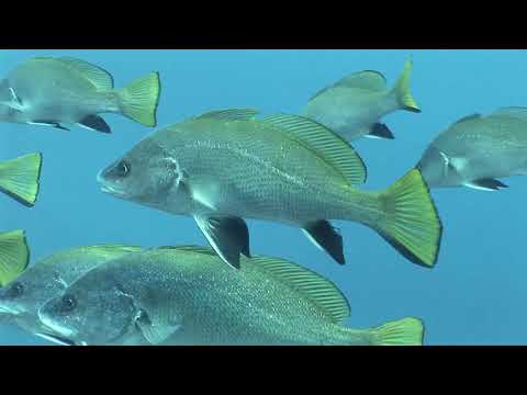Vídeo: Els peixos àngel viuen?