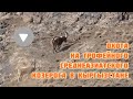 ОХОТА НА ТРОФЕЙНОГО КОЗЕРОГА В КЫРГЫЗСТАНЕ 2020 !  Ibex hunt in Kyrgyzstan.