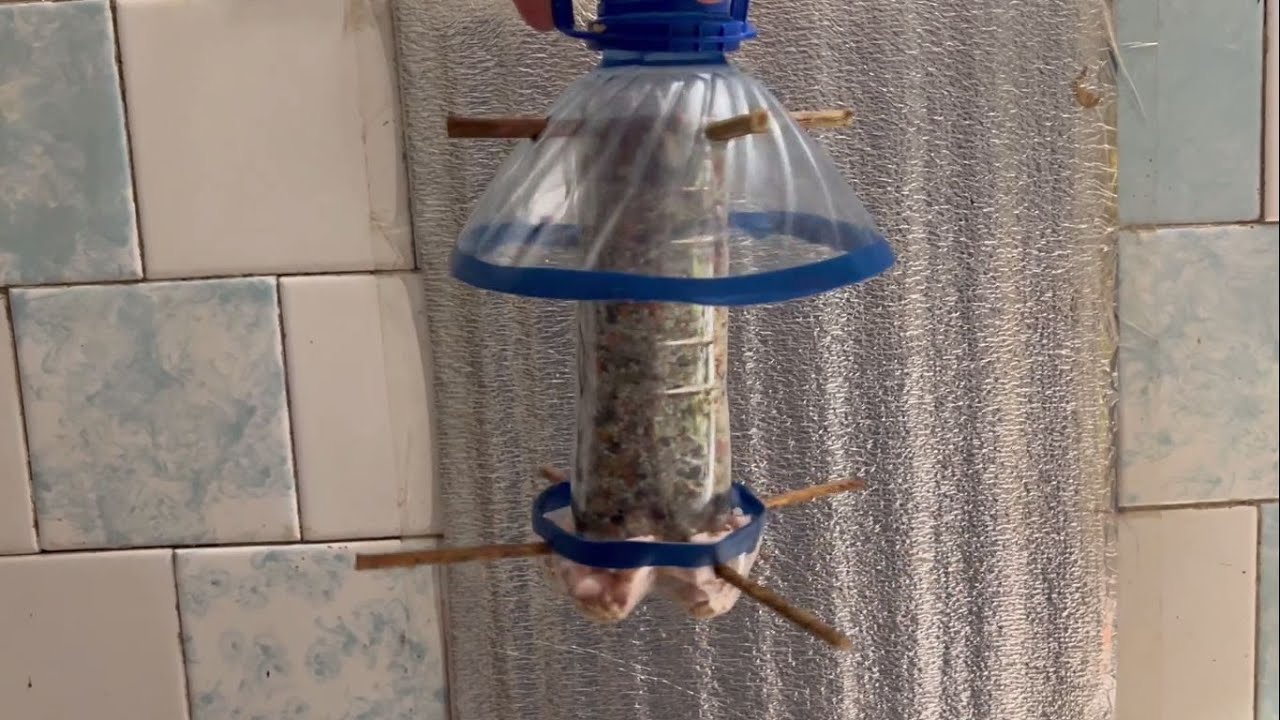 Кормушка для птиц из бутылки своими руками. Что едят синицы.