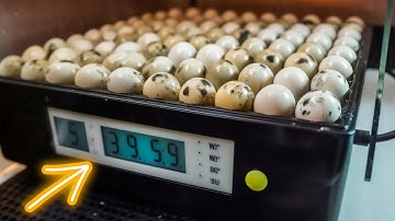 Snail Egg Collection and Incubation