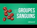 Les groupes sanguins | Sciences | Alloprof