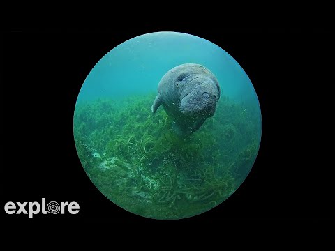 Silver Springs 180 Degree Underwater Manatee Cam powered by EXPLORE.org