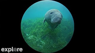 Silver Springs 180 Degree Underwater Manatee Cam powered by EXPLORE.org