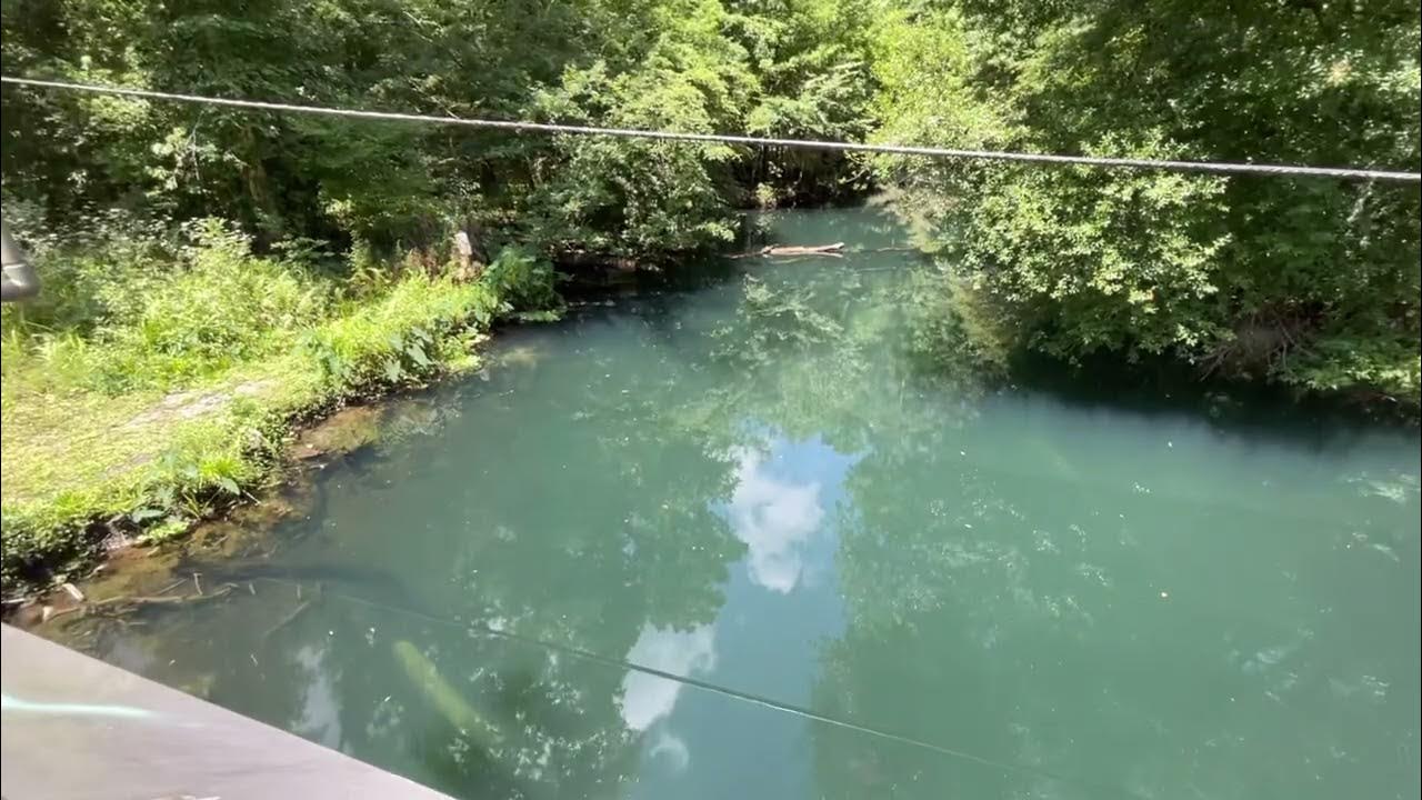 4’ GAR FISH & A BASS THE HILLSBOROUGH RIVER in Crystal Springs