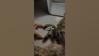 cupid (twin ver.) | sped up 