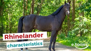 Rhinelander Horse | characteristics, origin & disciplines