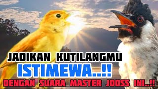 ISTIMEWA‼️Masteran KUTILANG GACOR isian MEWAH❤️Cocok untuk MEMASTER Kutilang Bahan