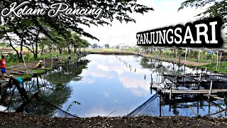 KOLAM PANCING TANJUNGSARI SIDOARJO || MANCING HARIAN DI SIDOARJO