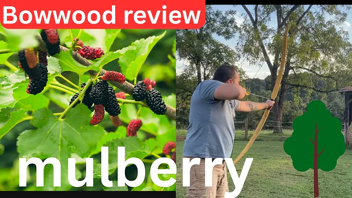 Bow wood review: mulberry!