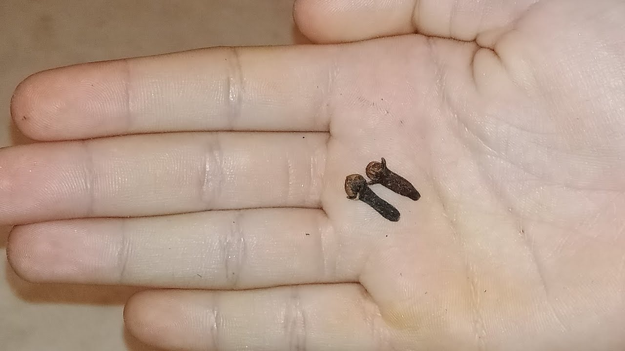 بجوج حبات قرنفل احرقي قلب حبيبك او شعلي فيه نار الغيرة سيعود لك مدلولا وصفة خطيرة للتهييج والمحبة