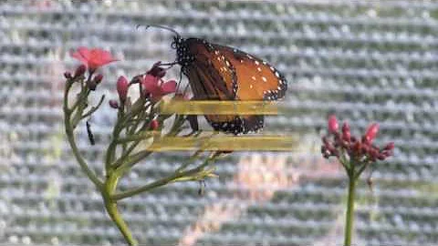 The Mariposa Song by Kathy Johnston