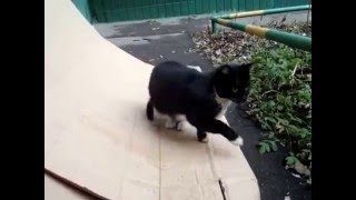 Сытый котик с белой грудкой Сытый котик с белой грудкой