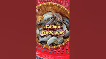 Cá heo nước ngọt, mọi người biết cách làm chưa?? #xuhong #xuhuong #caheomientay #food