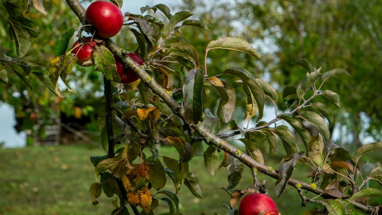 “Do you know there is a fruit that doctors love, nutritionists recommend,  export market respects?”