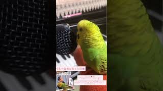 ハッピー🌈いつもありがとう🫶🌸📮の唄レコーディングした日の動画🎥