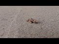 ミノムシが歩いた