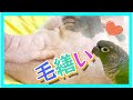 ブタの毛繕いをするウロコインコ