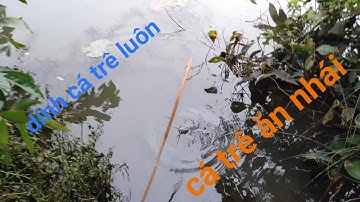 Cắm câu cá lóc bằng mồi nhái dính luôn cá trê #Long An quê tôi