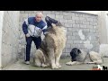 103kg dog