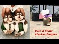 Cute & Fluffy Alaskan Malamute Puppies Dogs Running & Playing #1  CuteAnimalShare