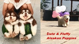 Cute & Fluffy Alaskan Malamute Puppies Dogs Running & Playing #1  CuteAnimalShare by CuteAnimalShare 96,462 views 5 years ago 6 minutes, 36 seconds