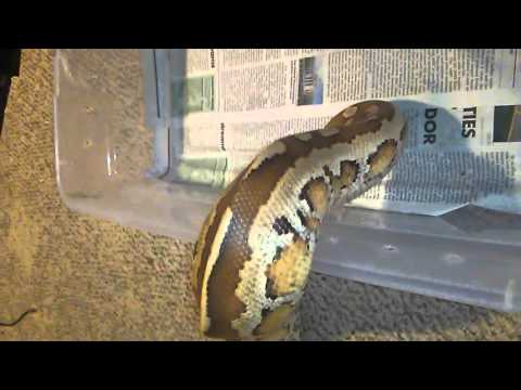 "Chief" Matrix Blood python