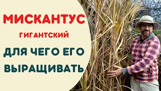 Мискантус гигантский. Для чего выращивать мискантус.