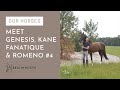 Kane, Genesis, Fanatique & Romeno  | Meet our horses #4