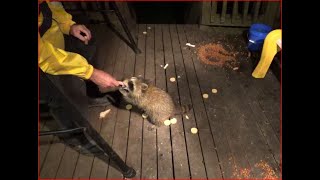 Six Baby Raccoons at the Diner tonight