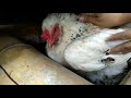 nacimiento de granja huevo Azul ceilan de gallina y incubacion natural