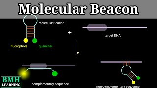 Molecular Beacon Probe | Real Time PCR Using Molecular Beacon Probe |