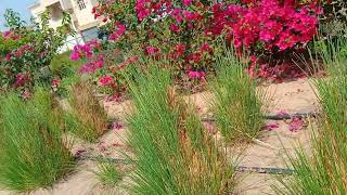 Soft Sunlight & Nature 25S Calm View