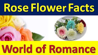 Rose Flower Facts By #RealityRocks