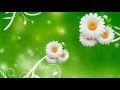 Video Background HD 1080. Футаж. Ромашки на зеленом фоне