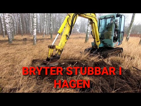 Video: Vilket djur gräver efter stubbar?