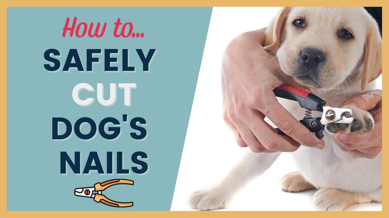 How to Trim Your Dog's Nails - YouTube