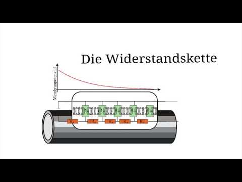 Was haben ein Formel 1-Auto und ein elektrischer Nervenimpuls gemeinsam? In diesem Video erfährst du. 