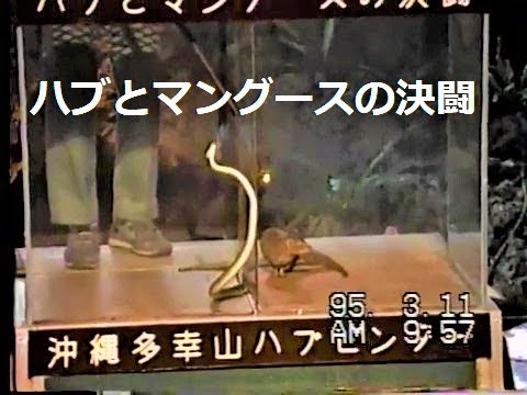 ハブ と マングース 沖縄