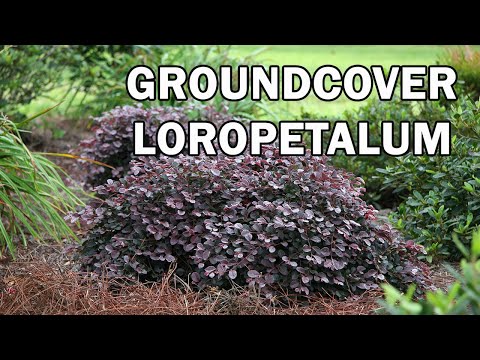 Video: Zaļa lapotne uz purpurlapu loropetāla - kāpēc purpursarkanais loropetāls kļūst zaļš