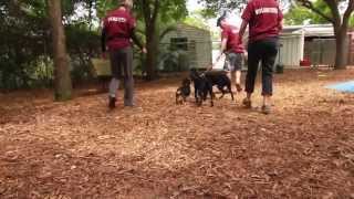 Volunteer for SPCA Tampa Bay