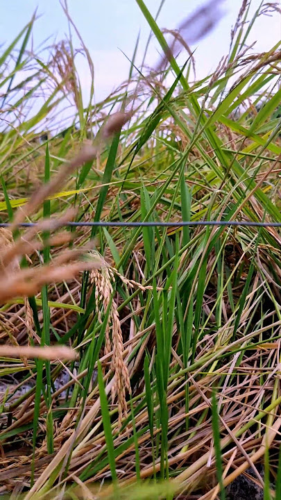 கொட்டிக்கிடக்குது செல்வங்கள் Kottikedakuthu Selvangal #agriculture #viralshort #ytshort #trending