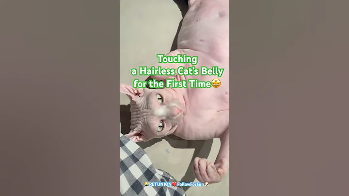 Video 11311091: hairless cat pets, hairless cats love, cat pet fun, first pet