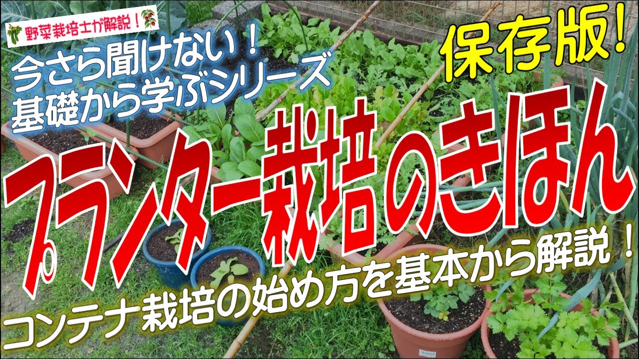 コンテナ　家庭菜園の収穫にどうですか？ 家庭菜園おすすめ】たくさん収穫できるトマトのコンテナ栽培 - YouTube