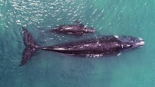 Southern Right Whale Visits Perth
Southern Right Whale visits Perth as this morning a mother and her calf relaxed in the waters off the Perth coastline. It was a beautiful morning as the calm conditions and gentle breeze ruffled over the oceans surface and the distinctive back of a Southern Right Whale lifted above the waters surface. Making a gentle approach and watching carefully we could see the mother whale lift her enormous rostrum above the waters surface and peak over our way. Her calf quickly followed and had a curious look in our direction before their morning relax continued. How beautiful to see these very special whales enjoying some time time off the coast of Perth in a sighting which is not overly common each season. The traditional nursery grounds are generally located further south but this particular female has chosen this slightly more northern waters to raise her gorgeous calf.
Grace and her team from the Fat Whales Project were able to collect data and photo identification images of this family pod and we can confirm that this female and calf are different to the individuals sighted in Exmouth earlier this season. Our morning started perfectly and completed with some wonderful time with the mother Humpback Whales and their calves as one youngster encouraged mum to approach us for an incredibly close encounter. Swimming up from underneath our vessel, the female allowed her calf to investigate us as the little one rolled to the side with eyes wide open and looking our way. Our final encounter was with a lone traveller heading into the resting grounds and looking for the perfect location for an early afternoon siesta. Southern Right Whale Visits Perth
