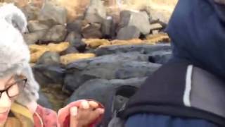 Hanna Bananas Icelandic Dip