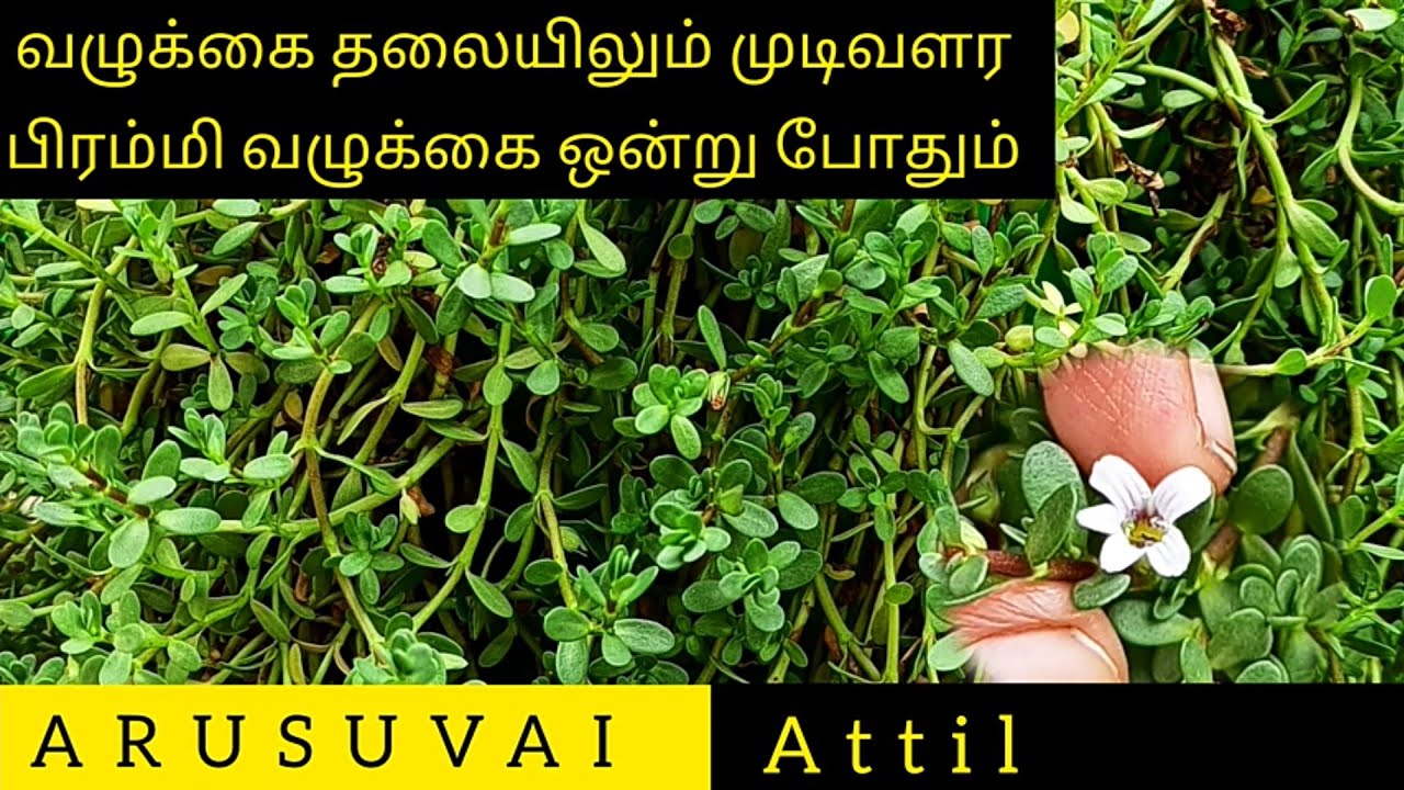 நீர் பிரம்மி | Neer Brahmi| பிரம்மி வழுக்கை | பிரம்மியின் பயன்கள் மருத்துவ குணங்கள்