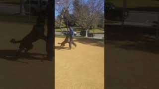 K9 Lexi On The Hidden Sleeve. 2-25-18