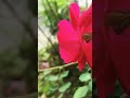 Red rose  swagguru