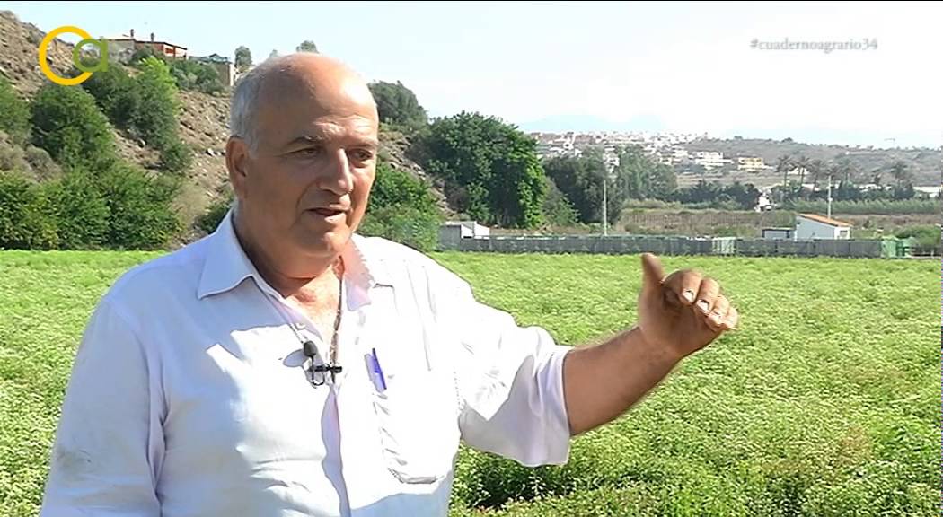 El cultivo de la Stevia en la Axarquía malagueña