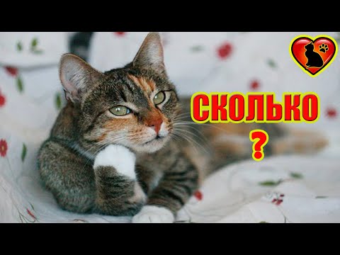 Сколько Живут Кошки, и Какие Факторы Влияют на Продолжительность Жизни?!